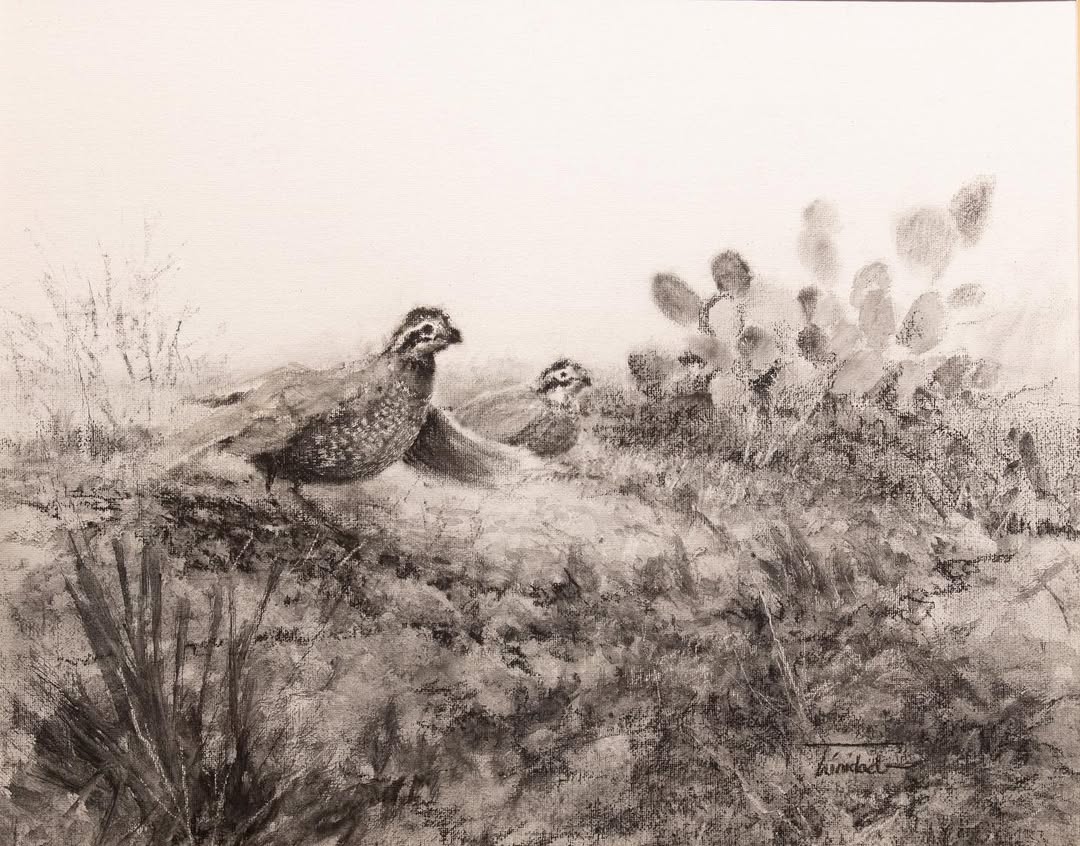 Bobwhites – Charcoal Drawing