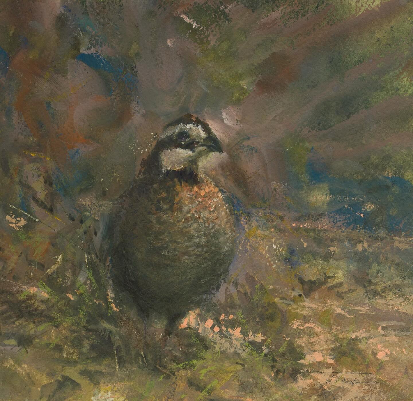 Bobwhite – Watercolor
